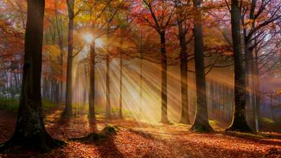 Autumn Light 1