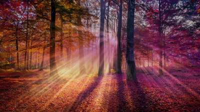 Autumn Light 4